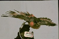 灰喉山椒鳥藏品圖，第3張